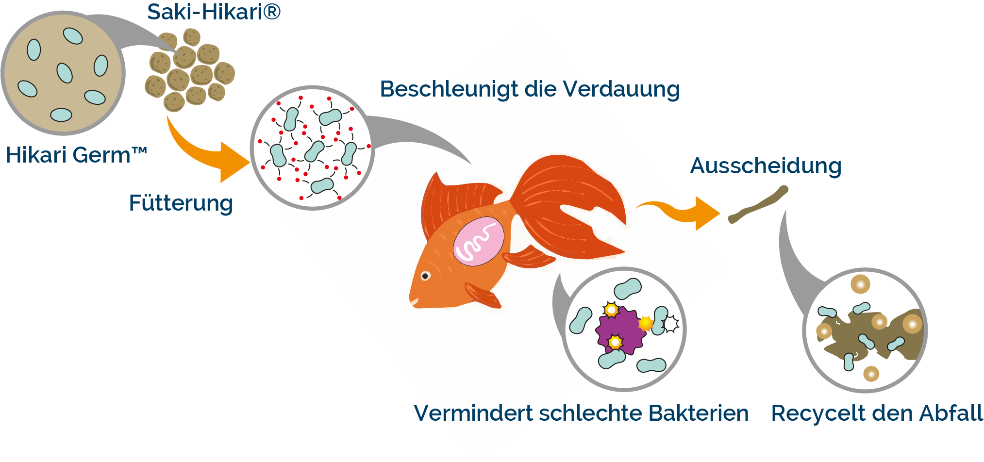 Saki Hikari Germ - Wirkung der probiotischen Bakterien