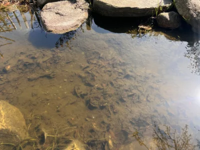 Teichschlamm