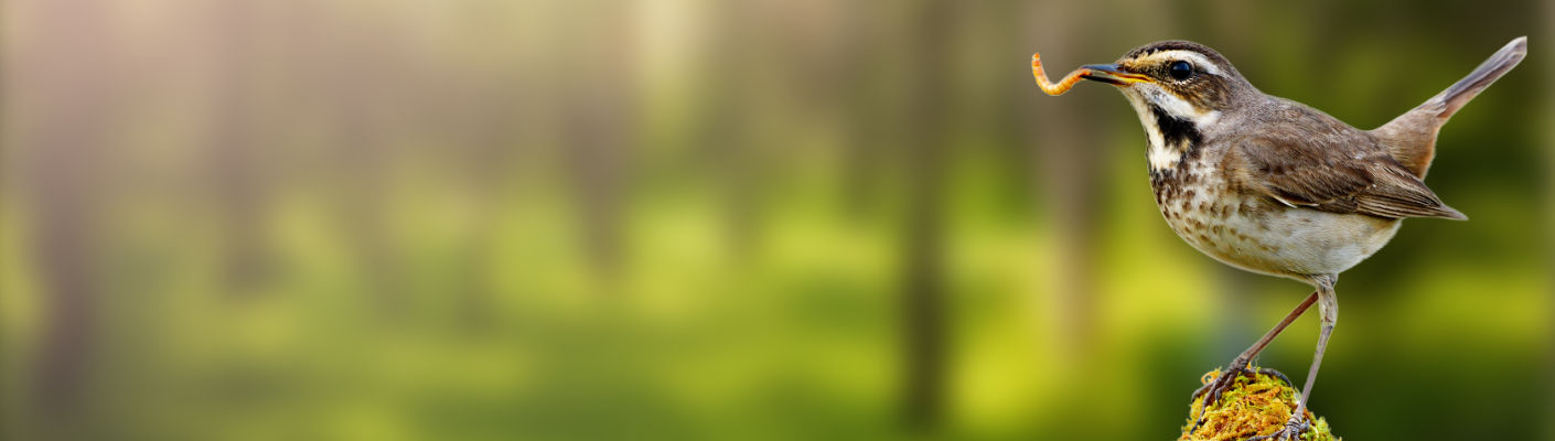 Schnapp dir 10% auf das gesamte KOIPON-Sortiment