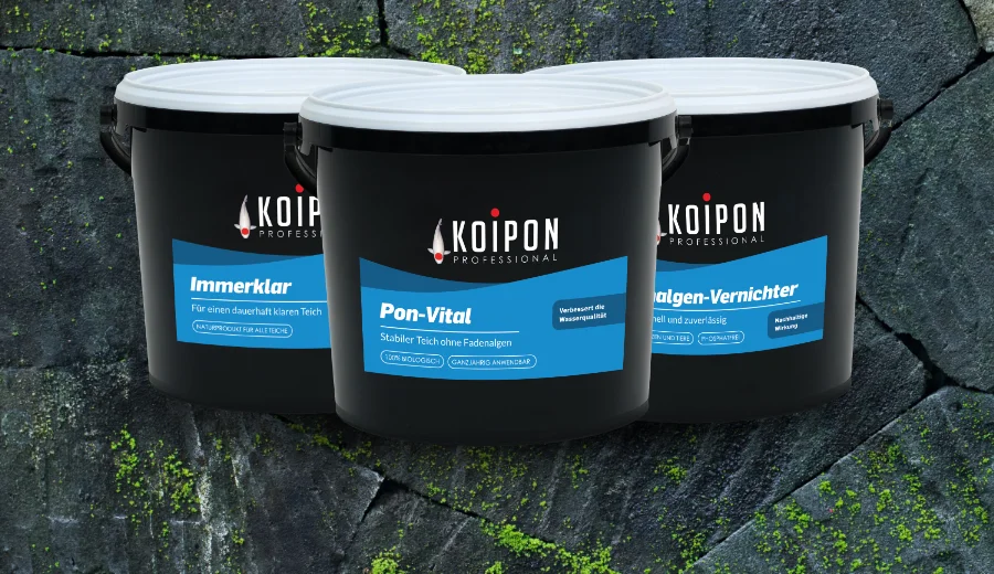 Algen bekämpfen mit KOIPON