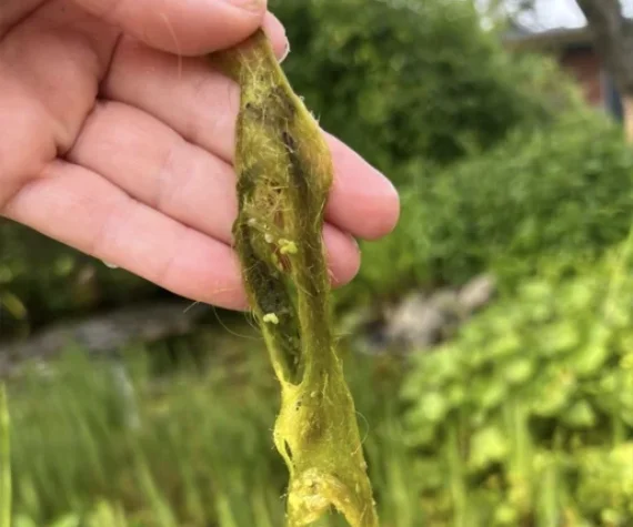 Fadenalgen im Teich bekämpfen