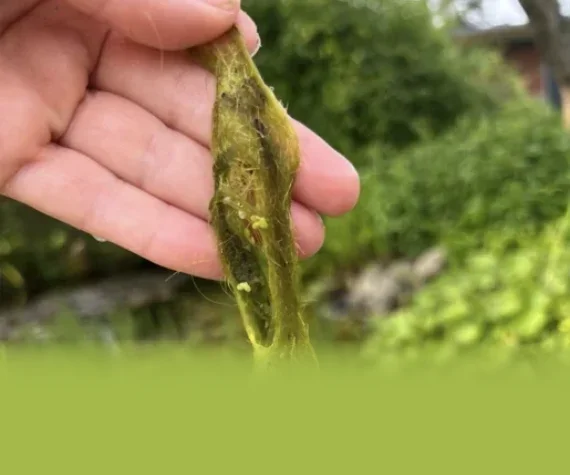 Fadenalgen im Teich bekämpfen