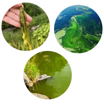 Fadenalgen, Schwebealgen und Schmieralgen