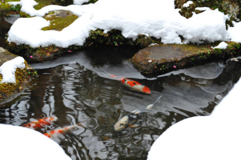 Sollte man Koi im Winter füttern?