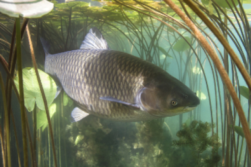 Fisch im Teich mit Algen