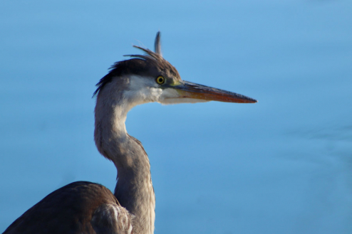 Reiher am Gartenteich