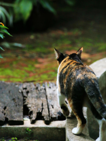 Katze am Gartenteich