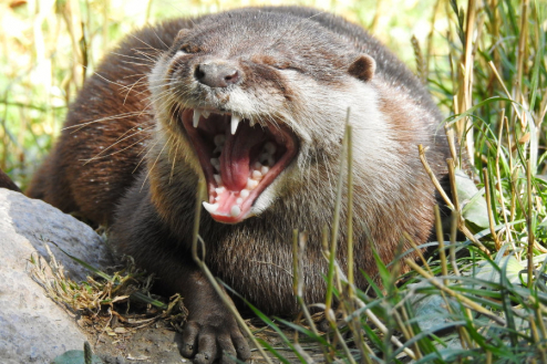 Otter am Gartenteich