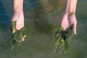 Algen im Teich: Entstehung verstehen und wirksam bekämpfen