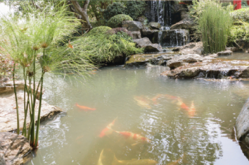 Braunes Teichwasser: Die häufigsten Ursachen und Lösungen