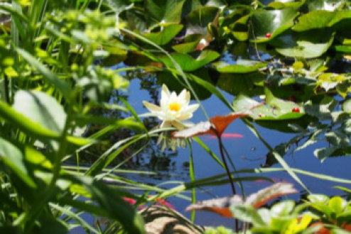 Der Gartenteich: Ein perfekter Rückzugsort für Mensch und Tier