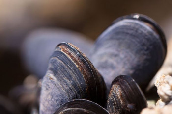 Muscheln gegen Algen im Teich: Helfen Teichmuscheln wirklich?