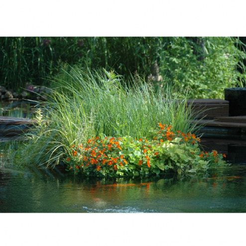 Repositionspflanze für den Teich