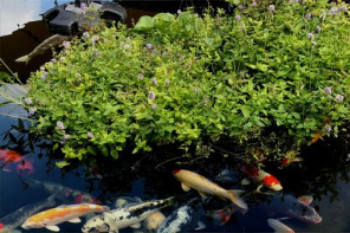 Wasserminze im Teich: 10 Fakten, die Gartenteichbesitzer wissen sollten